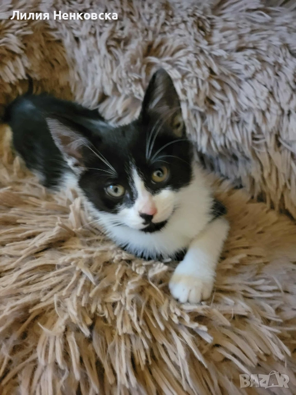 Подарява се  коте на три месеца, снимка 1