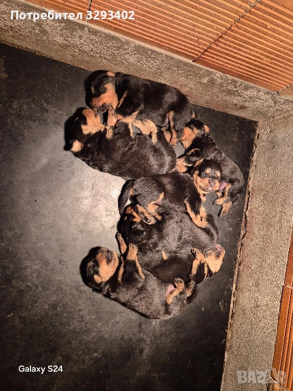 ротвайлер, снимка 1