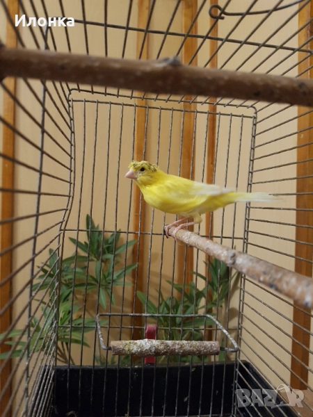 Канарче, снимка 1