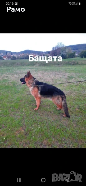 Имам свободни кученца.Немска овчарка, снимка 1