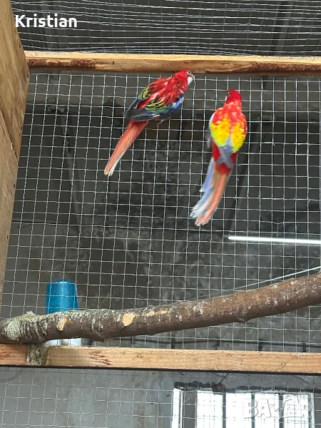 Свободни Розели - Мутация, снимка 1