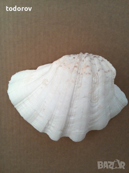 Мида раковина, снимка 1