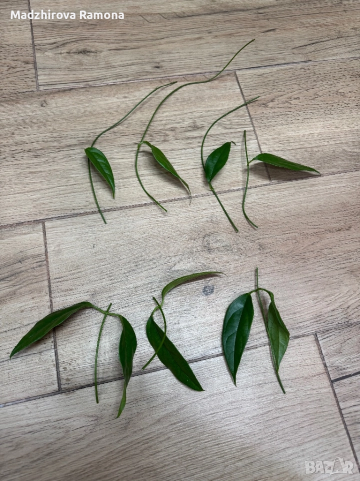 Hoya chewiorum , снимка 1