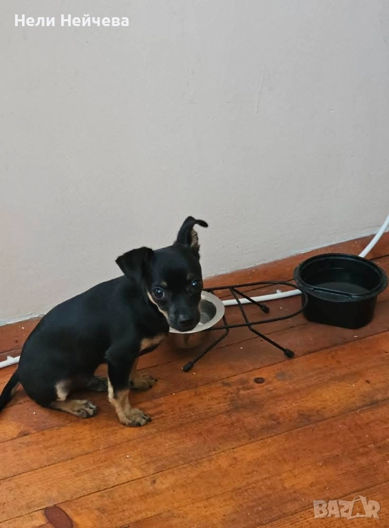 Мъжки пинчер, снимка 1