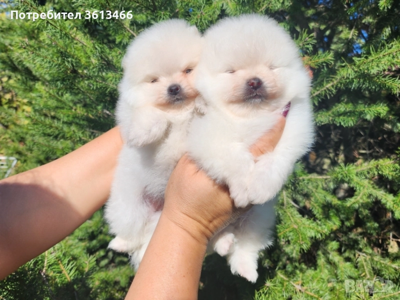 Женски мини померан чисто снежно бяла, снимка 1