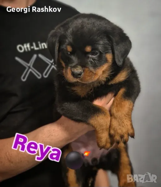 Ротвайлер , снимка 1