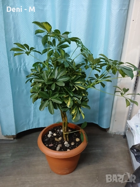 Шефлера 90см., снимка 1