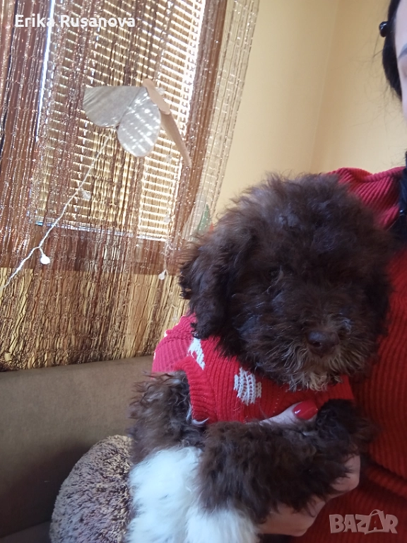 Лагото романьоло , снимка 1