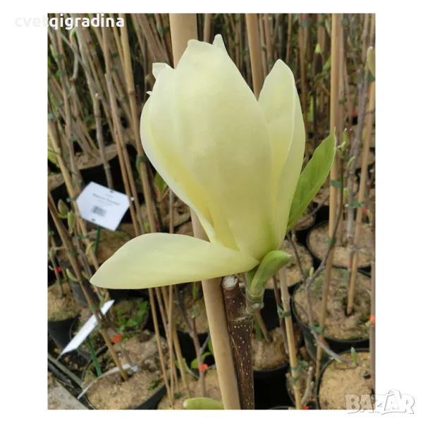 Magnolia 'Elizabeth'-Магнолия Елизабет, снимка 1