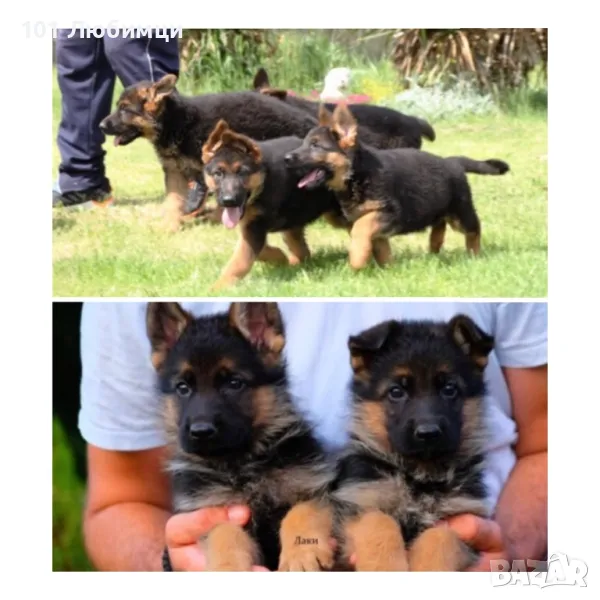 Немски овчарки с родословие, снимка 1