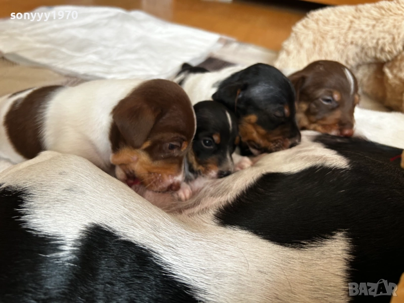 ПРОДАВАМЕ КУЧЕНЦА-ДЖАК РЪСЕЛ 250ЛВ ЗА БРОЙ 1710251935, снимка 1