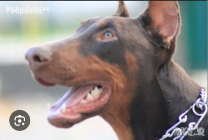 Чистокръвни добермани , снимка 1