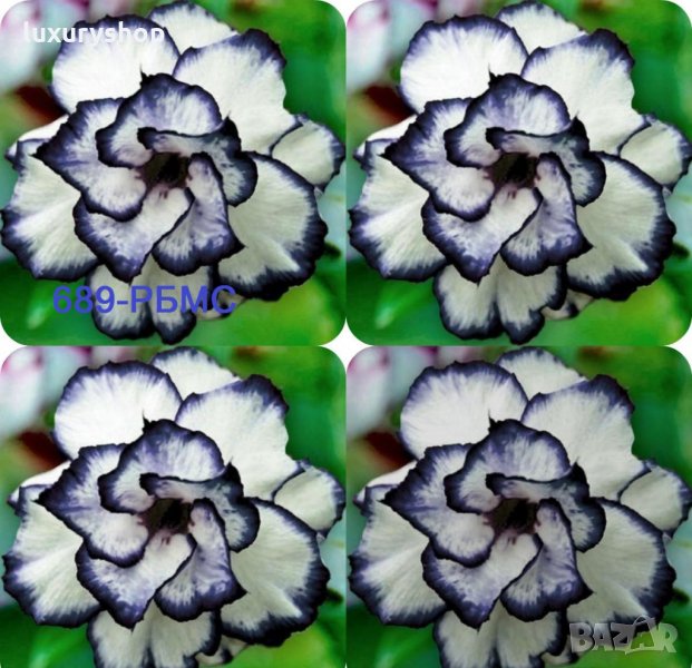 Пакети 25/50/100 Рядък сорт семена на двуцветна, роза, Черно/Бял Rare, Rose, Seeds, доставка с Еконт, снимка 1