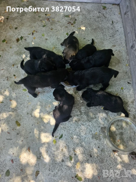 Куче, снимка 1