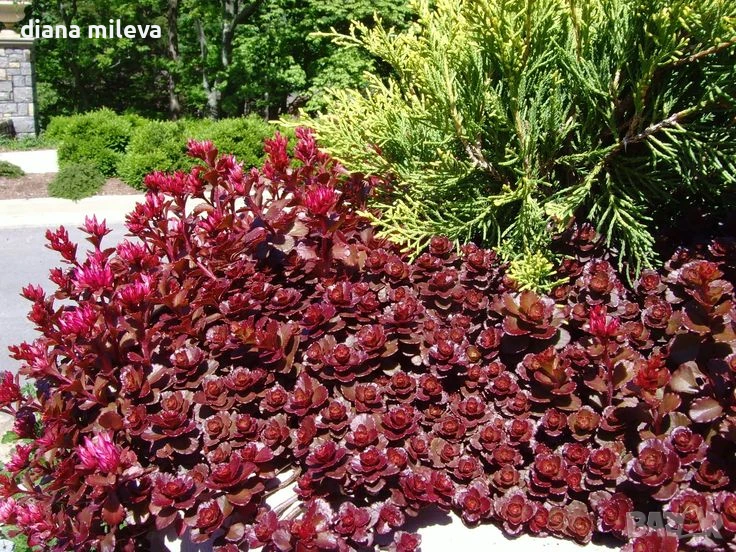Червен седум Пурпурна Зима, Sedum spirium " Purpur Winter ", снимка 1