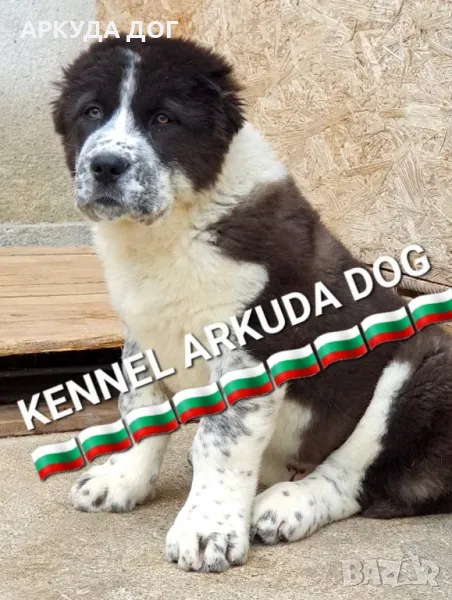 Средноазиатска овчарка , снимка 1