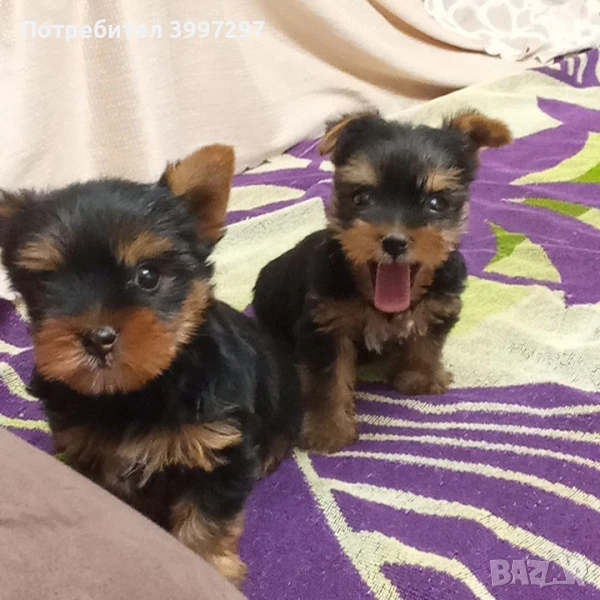 Женско йорки обезпаразитено многократно и вече с две ваксини, снимка 1