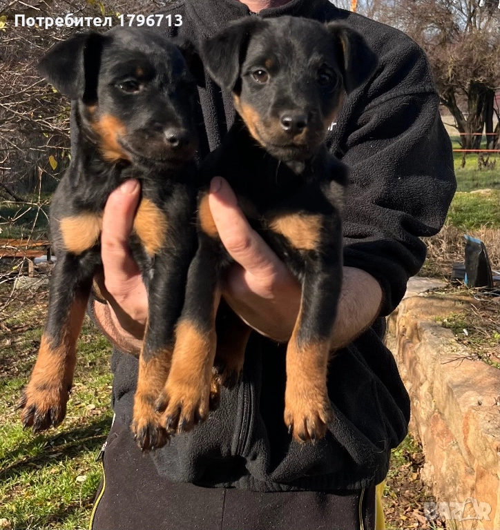 Ягдтериер кученца, снимка 1