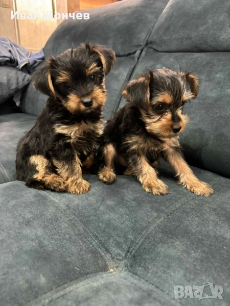 Йоркширски териер , снимка 1