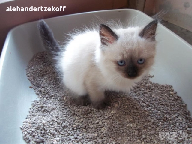 Невска маскарадна котка Neva Masquerade, снимка 3 - Сибирски - 51691685