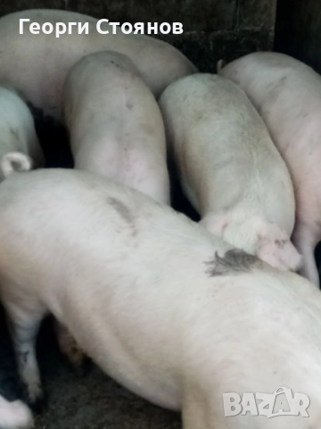 Свободни! Домашни прасета, снимка 3 - Прасета - 52829144