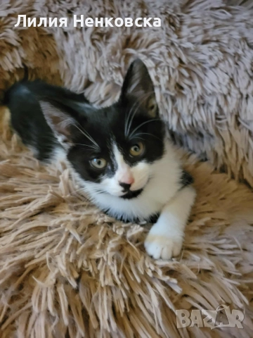 Подарява се  коте на три месеца