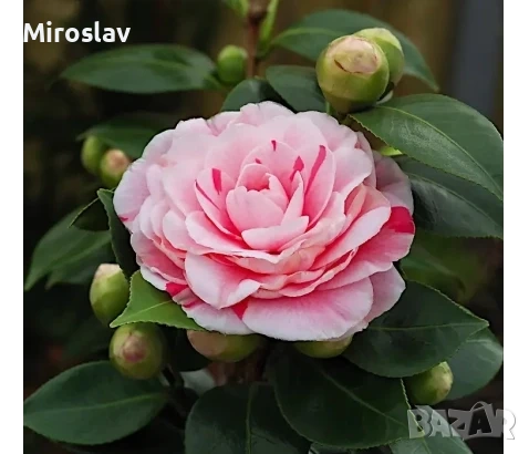 Камелия (Шарена), снимка 2 - Градински цветя и растения - 54199675