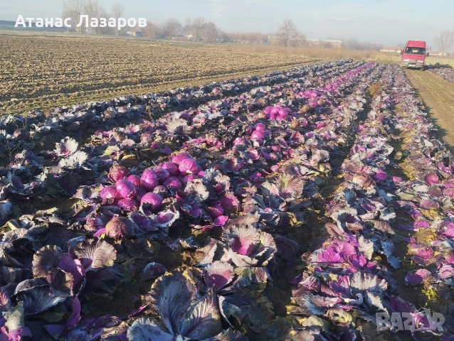 Продавам ЧЕРВЕНО ЗЕЛЕ на едро., снимка 11 - Разсади - 52816551