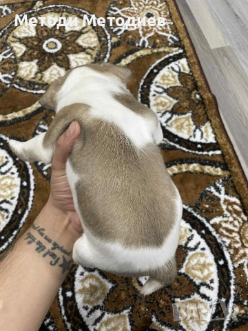 Френски булдог, снимка 2 - Френски булдог - 53032861