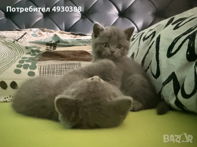 Британски късокосмести котета , снимка 3 - Британска късокосместа - 55969992