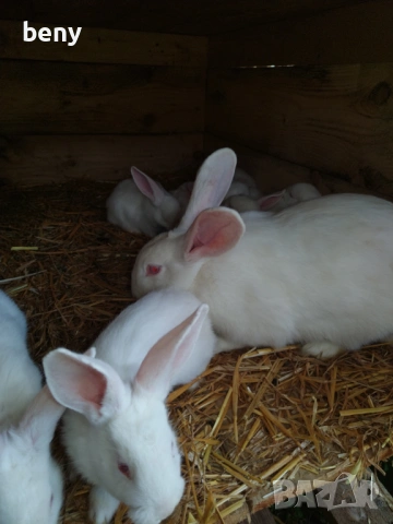 Зайци Цика , снимка 4 - Други - 54192545