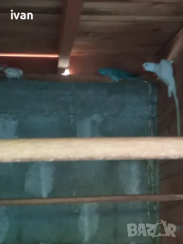 Малък Александър , снимка 6 - Папагали - 47391859