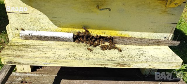 Полифлорен мед реколта 2023 г., снимка 8 - Пчелни продукти - 42170508