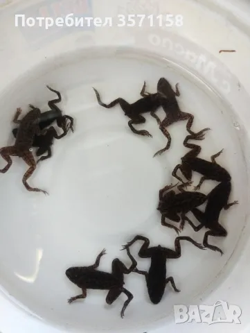 Декоративни водни животни - рачета жабки, рибки, охлюви,скариди,Аксалотъли,, снимка 5 - Рибки - 45219217