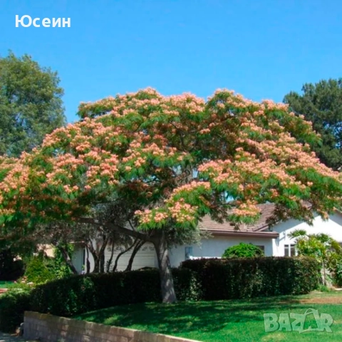 Албиция фиданки, снимка 8 - Градински цветя и растения - 51598316