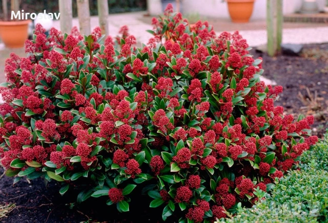 Скимия-Японски люляк