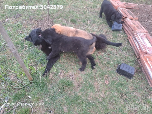 Подарявам кученца, снимка 3 - Други - 53939651