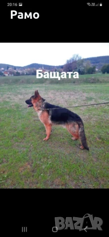 Имам свободни кученца.Немска овчарка, снимка 1