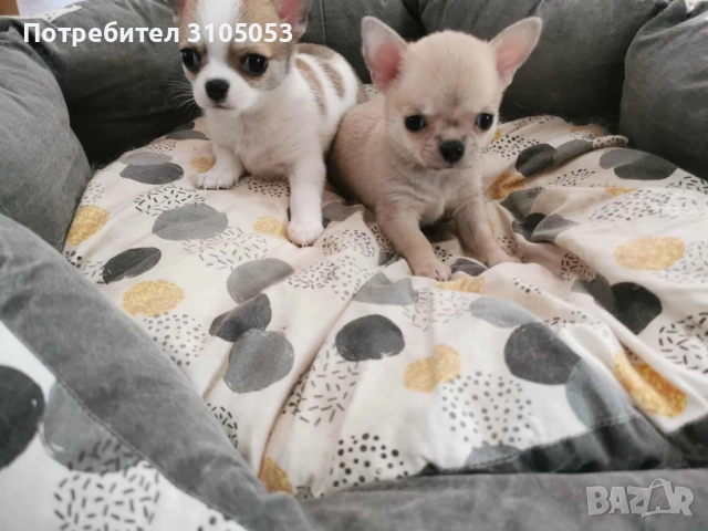 Чихуахуа , снимка 2 - Чихуахуа - 47738532