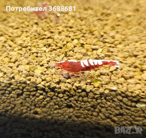 Скариди Кардинал , пинто зебра ,фенси тигър , галакси и кристали , снимка 4 - Други - 40194504