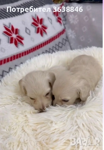 Дългокосмест дакел, снимка 3 - Дакели - 53048773