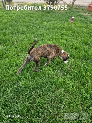 немски боксер , снимка 3 - Боксер - 54131376