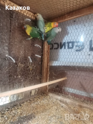 Продавам неразделки, снимка 2 - Папагали - 49877334