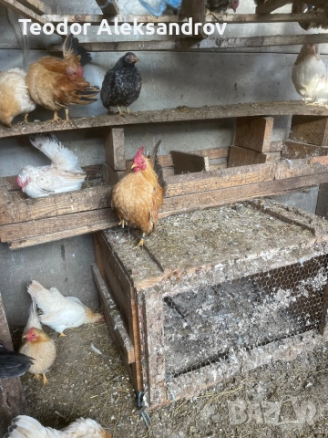 Продавам серами, снимка 2 - За птици - 52514845