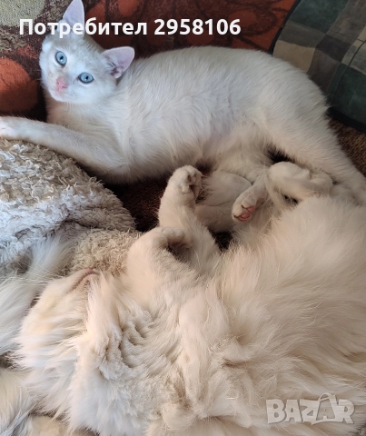 коте, бяло, сини очи, 5 мес.