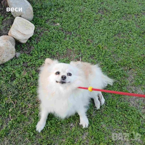 Женска Шпицка , снимка 2 - Померан - 52166556