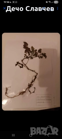 Хербарии за ЛТУ или друг университет , снимка 8 - Ученически пособия, канцеларски материали - 54224038