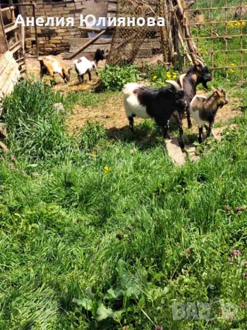 Мини холандцки козички, снимка 8 - За селскостопански - 54283112