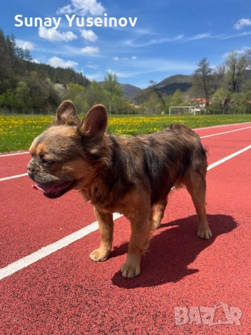 Мъжки френски булдог за разплод, снимка 3 - Френски булдог - 54304209