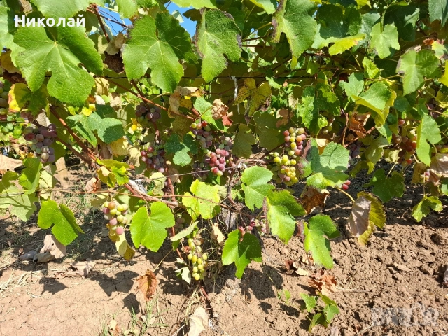 Имот в с. Калипетрово 1194 кв.м., снимка 4 - Парцели - 51746563